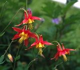 Aquilegia formosa |  Western Columbine | 10_Seeds