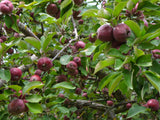 Arctostaphylos manzanita | Whiteleaf | 10_Seeds