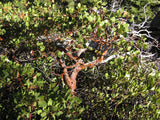 Arctostaphylos manzanita | Whiteleaf | 10_Seeds