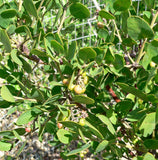 Arctostaphylos manzanita | Whiteleaf | 10_Seeds