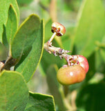 Arctostaphylos manzanita | Whiteleaf | 10_Seeds
