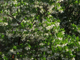 Arctostaphylos manzanita | Whiteleaf | 10_Seeds