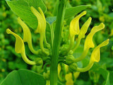 Aristolochia clematitis | European Birthwort | asarabacca | 10_Seeds
