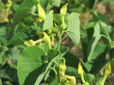 Aristolochia clematitis | European Birthwort | asarabacca | 10_Seeds