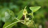 Aristolochia contorta | Dutchmans Pipe | PipeVine | 5_Seeds