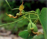 Aristolochia contorta | Dutchmans Pipe | PipeVine | 5_Seeds