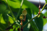 Aristolochia contorta | Dutchmans Pipe | PipeVine | 5_Seeds