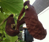 Aristolochia galeata | 20_Seeds