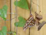 Aristolochia galeata | 20_Seeds
