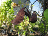Aristolochia galeata | 20_Seeds