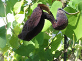 Aristolochia galeata | 20_Seeds