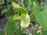 Aristolochia gilbertii | 20_Seeds
