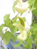 Aristolochia gilbertii | 20_Seeds