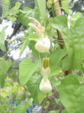 Aristolochia gilbertii | 20_Seeds