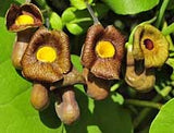 Aristolochia macrophylla | Broadleafed Birthwort | 5_Seeds