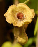 Aristolochia macrophylla | Broadleafed Birthwort | 5_Seeds