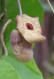 Aristolochia macrophylla | Broadleafed Birthwort | 5_Seeds