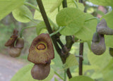 Aristolochia macrophylla | Broadleafed Birthwort | 5_Seeds
