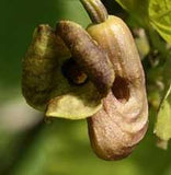Aristolochia macrophylla | Broadleafed Birthwort | 5_Seeds