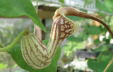 Aristolochia paulistana | 5_Seeds