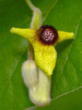 Aristolochia tomentosa | Wooly Pipevine | 5_Seeds