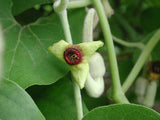 Aristolochia tomentosa | Wooly Pipevine | 5_Seeds