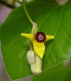Aristolochia tomentosa | Wooly Pipevine | 5_Seeds
