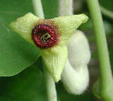 Aristolochia tomentosa | Wooly Pipevine | 5_Seeds