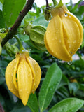 Artabotrys hexapetalus | Climbing Ylang Ylang Vine | Tail Grape | 5_Seeds