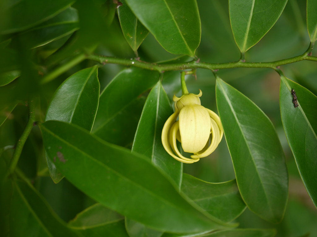 Artabotrys hexapetalus | Climbing Ylang Ylang Vine | Tail Grape