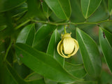 Artabotrys hexapetalus | Climbing Ylang Ylang Vine | Tail Grape | 5_Seeds