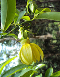 Artabotrys hexapetalus | Climbing Ylang Ylang Vine | Tail Grape | 5_Seeds
