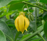 Artabotrys hexapetalus | Climbing Ylang Ylang Vine | Tail Grape | 5_Seeds