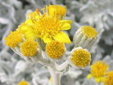 Artemisia stelleriana | Dusty Miller | Beach Sage | Oldwoman | 20_Seeds