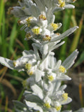 Artemisia stelleriana | Dusty Miller | Beach Sage | Oldwoman | 20_Seeds