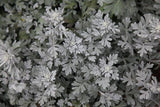 Artemisia stelleriana | Dusty Miller | Beach Sage | Oldwoman | 20_Seeds