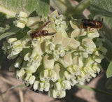 Asclepias arenaria | Sand Milkweed | 20_Seeds