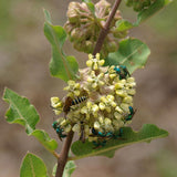 Asclepias arenaria | Sand Milkweed | 20_Seeds
