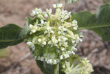 Asclepias arenaria | Sand Milkweed | 20_Seeds