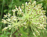 Asclepias hirtella | Prairie Tall Green Milkweed | 10_Seeds