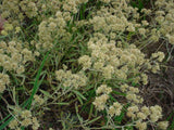 Asclepias hirtella | Prairie Tall Green Milkweed | 10_Seeds