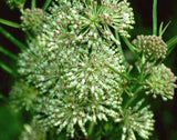 Asclepias hirtella | Prairie Tall Green Milkweed | 10_Seeds