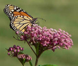 Asclepias incarnata | Rose Red Swamp Milkweed | Silkweed | 100_Seeds