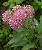 Asclepias incarnata | Rose Red Swamp Milkweed | Silkweed | 100_Seeds