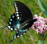 Asclepias incarnata | Rose Red Swamp Milkweed | Silkweed | 100_Seeds
