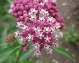 Asclepias incarnata | Rose Red Swamp Milkweed | Silkweed | 100_Seeds