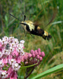 Asclepias incarnata | Rose Red Swamp Milkweed | Silkweed | 100_Seeds