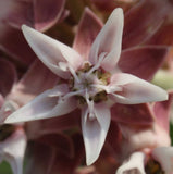 Asclepias speciosa | Showy Milkweed | Greek Milkweed | 50_Seeds