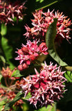 Asclepias speciosa | Showy Milkweed | Greek Milkweed | 50_Seeds