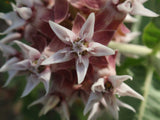 Asclepias speciosa | Showy Milkweed | Greek Milkweed | 50_Seeds